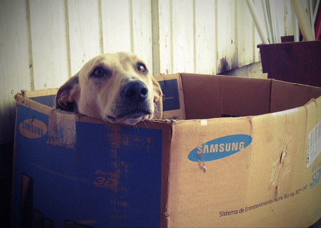 pes v krabici